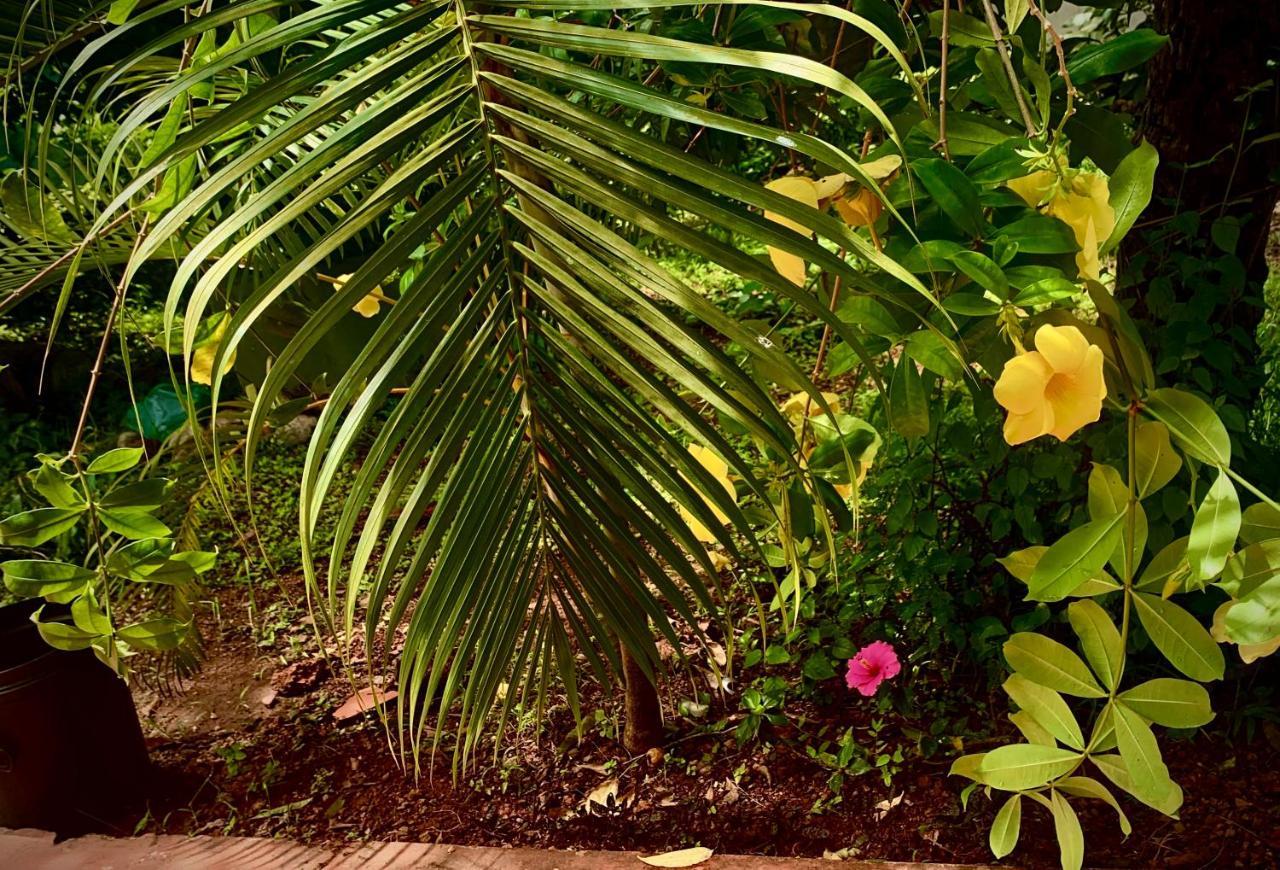 Stan-Inn, North Goa, Vagator, With Strong Wifi,Free Private Parking & Kitchen, Can Cook Where You Stay Exterior photo
